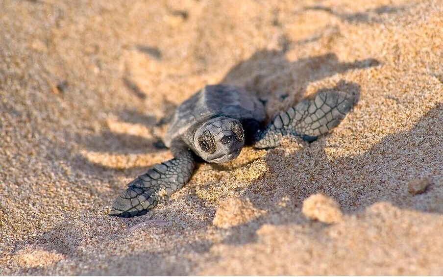 Turtle Release Eco Adventure