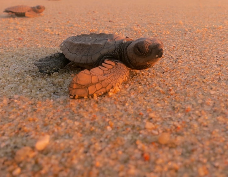 Baby turtle on the sand in Baja