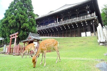 Excursión al Santuario de Taisha Fushimi Inari de Kioto y al Parque Nara