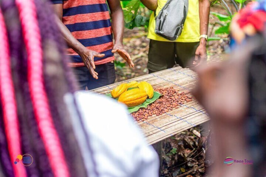 Learn Cocoa Production and Local Economy at Cocoa Farming Village