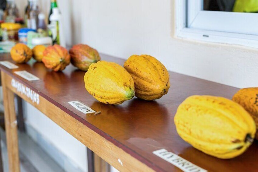 Learn Cocoa Production and Local Economy at Cocoa Farming Village