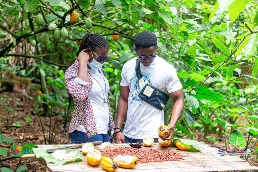 Learn Cocoa Production and Local Economy at Cocoa Farming Village