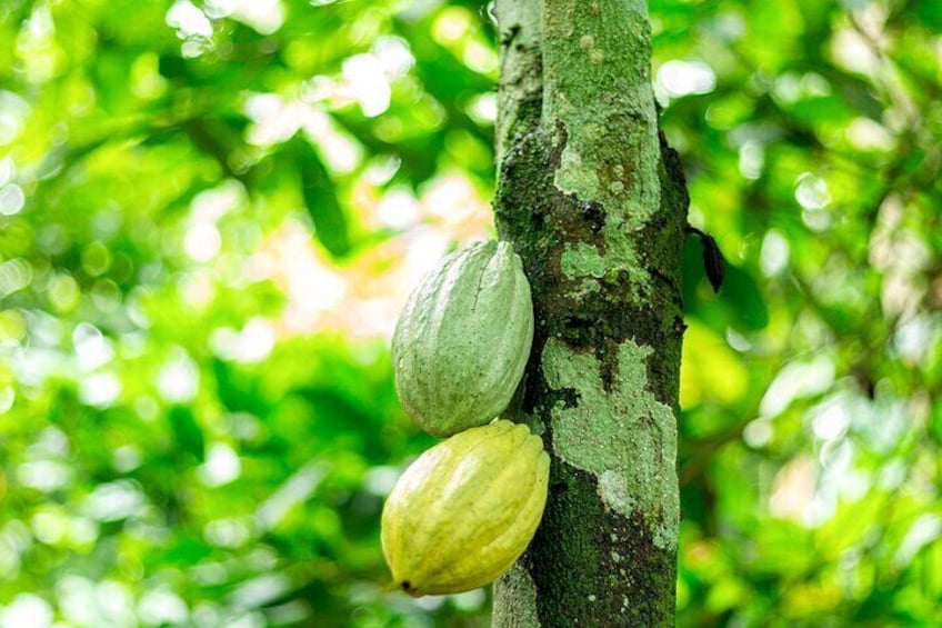 Learn Cocoa Production and Local Economy at Cocoa Farming Village