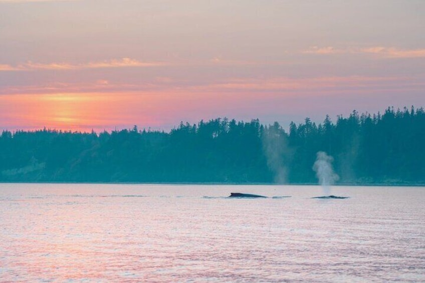 Sunset on the Salish Sea Tour