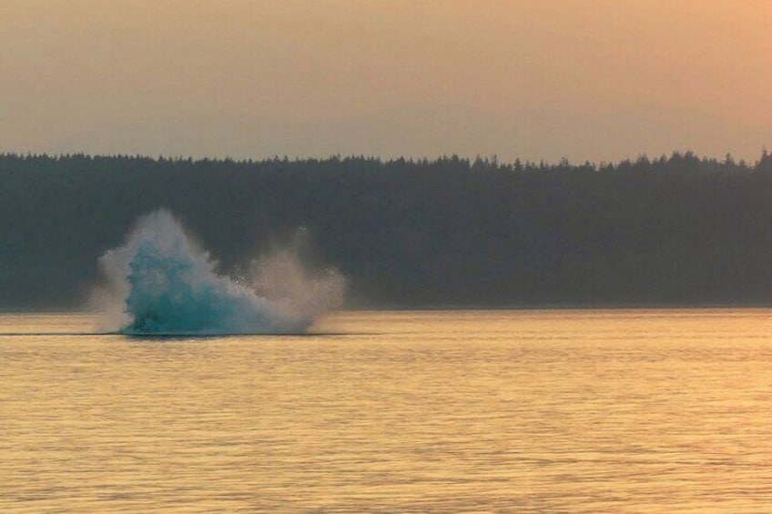 Sunset on the Salish Sea Tour
