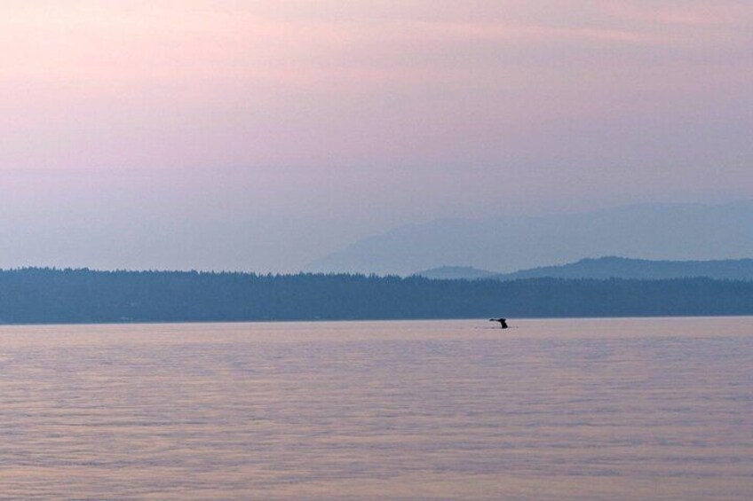 Sunset on the Salish Sea Tour