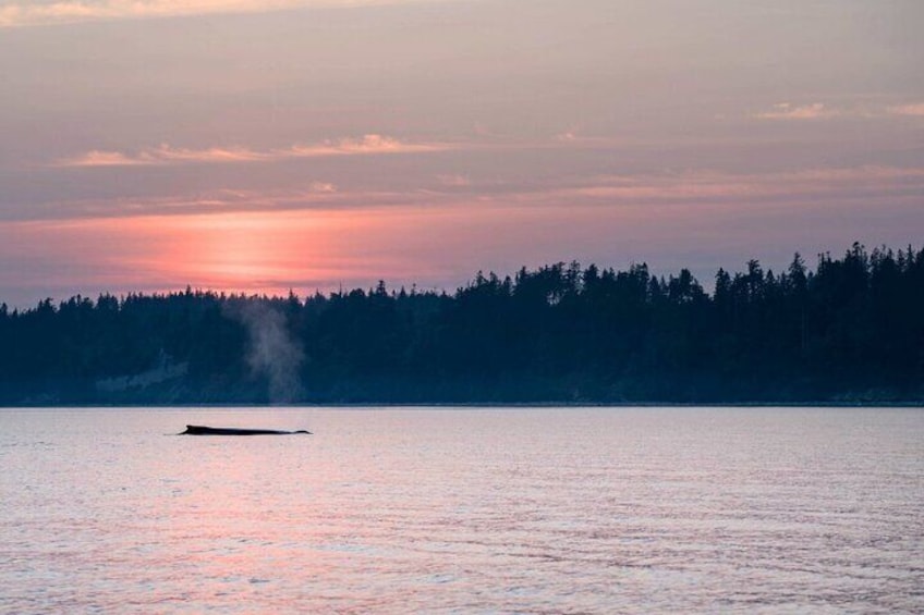 Sunset on the Salish Sea Tour