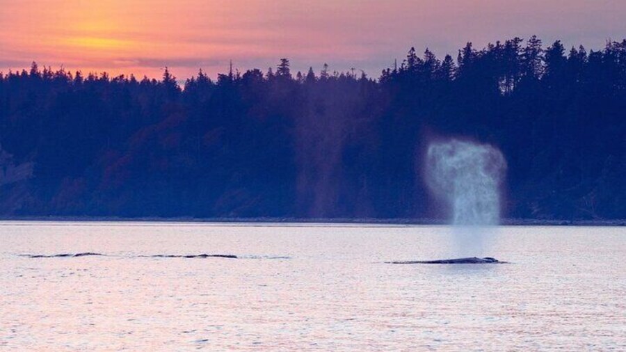 Sunset on the Salish Sea Tour