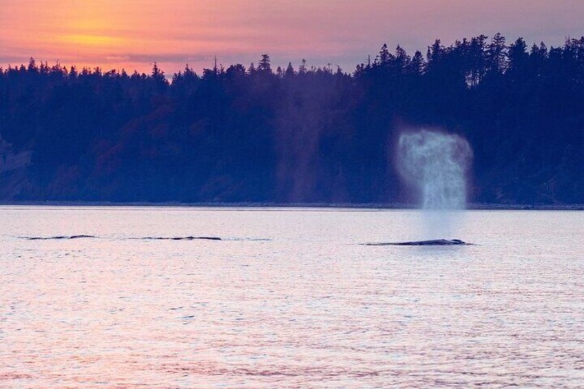 Sunset on the Salish Sea Tour