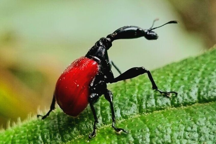 Girafa necked weevil, one of the small of Madagascar