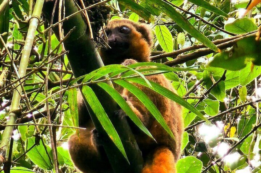 Golden bamboo lemur spotted at Ranomafana national park