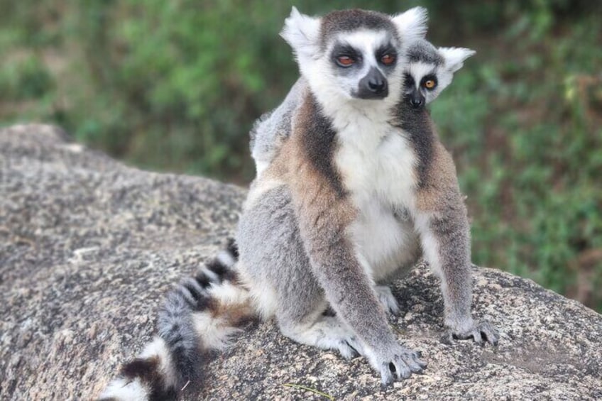 Ring tailed lemur know as "King Julian", the most famous lemur in all Madagascar. This type of lemur can only be spotted in the south of Madagascar.