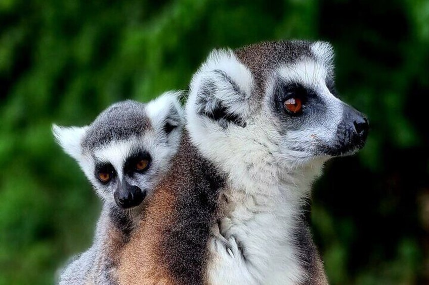 Ring tailed lemur know as "King Julian", the most famous lemur in all Madagascar. This type of lemur can only be spotted in the south of Madagascar.