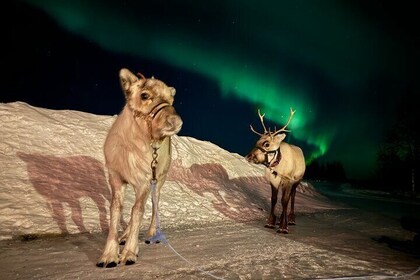 Arctic Adventure with Reindeer and Northern Lights Hunt 18:30 pm