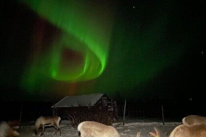 Arctic Adventure with Reindeer and Northern Lights Hunt 18:30 pm