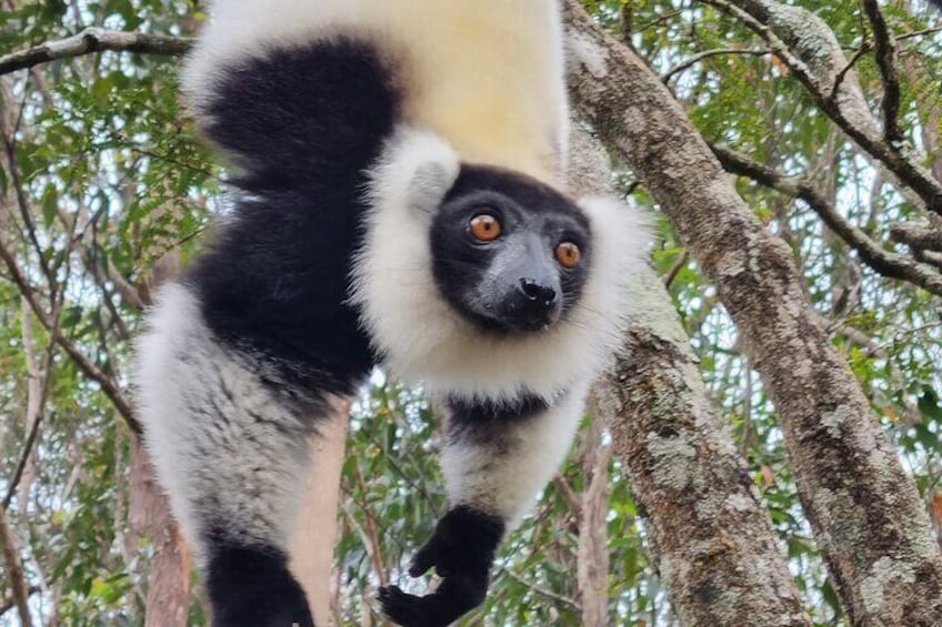 Black and white ruffed lemur called also Varecia Variegata