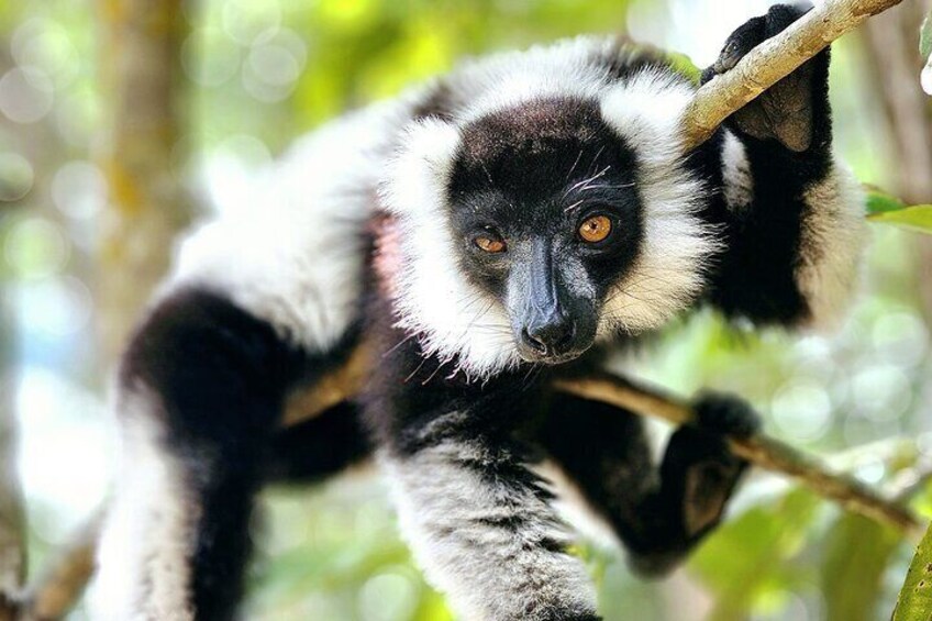 The black and white ruffed lemur, in Andasibe Mantadia national park