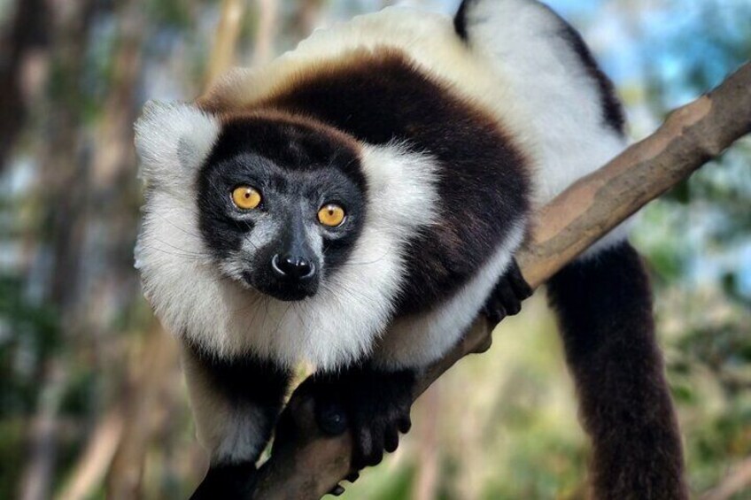 Black and white ruffed lemur called also Varecia Variegata