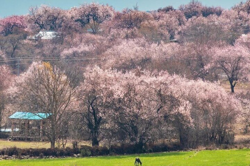 13 Day Nyingchi Peach Blossom Festival Tour