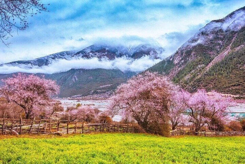 13 Day Nyingchi Peach Blossom Festival Tour