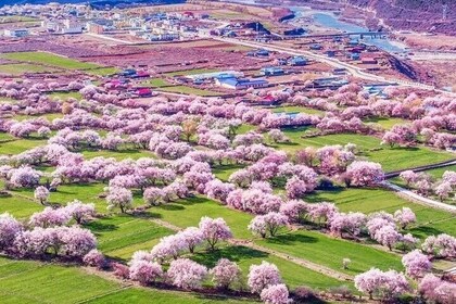 13 Day Nyingchi Peach Blossom Festival Tour