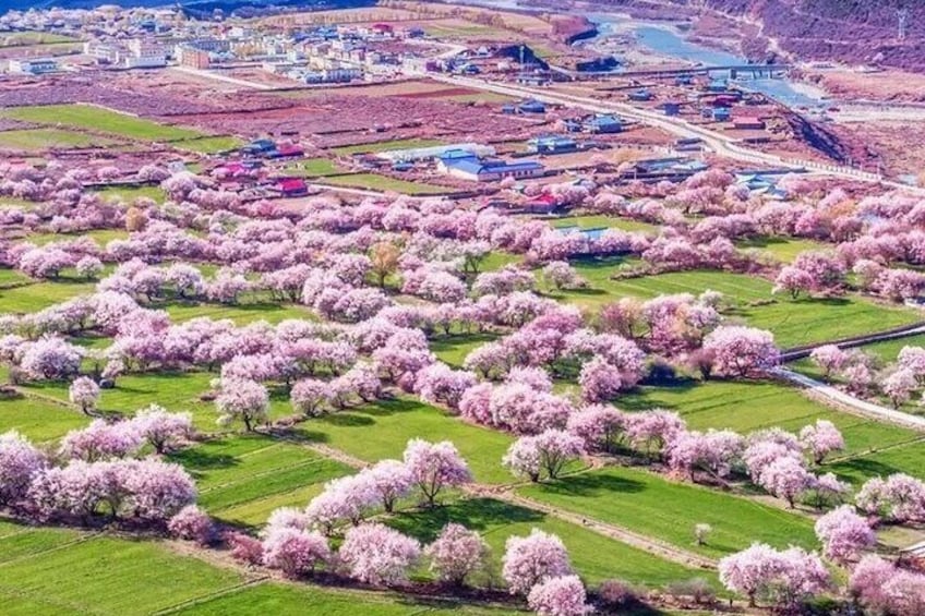 13 Day Nyingchi Peach Blossom Festival Tour