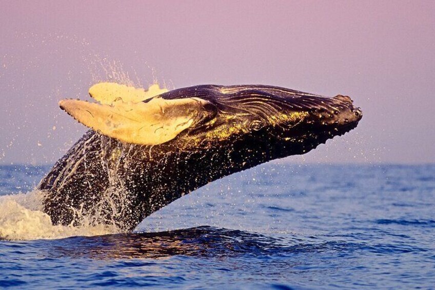 Humpback whale breaching.