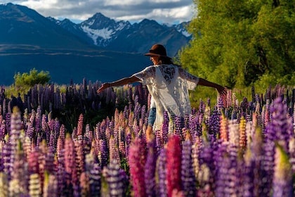 Lupin Flowers Tour Lake Tekapo