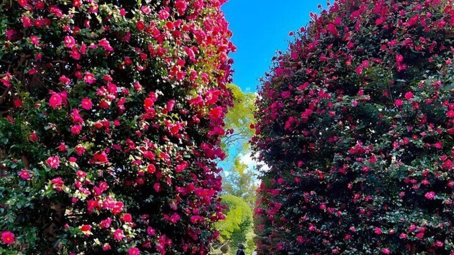 Jeju West South Winter Tour Snow, Camellia, Mandarin Picking