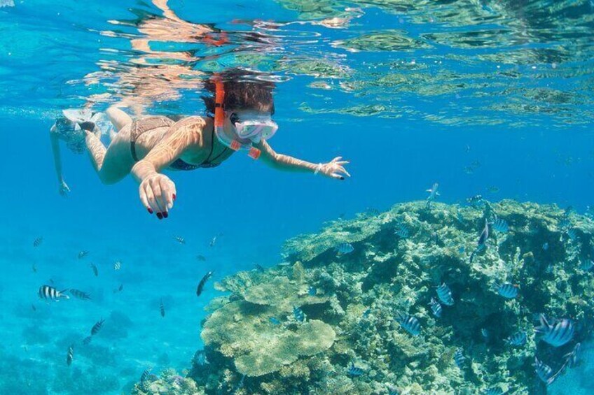 Ras Mohammed and White Island Diving &Snorkelling Trip with Lunch
