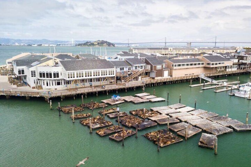 Fishermans Wharf Seals