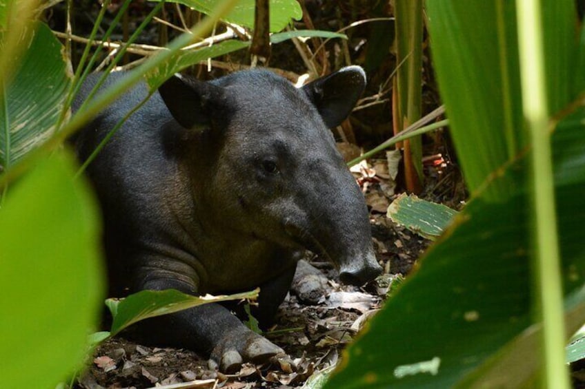 Hike in Corcovado National Park