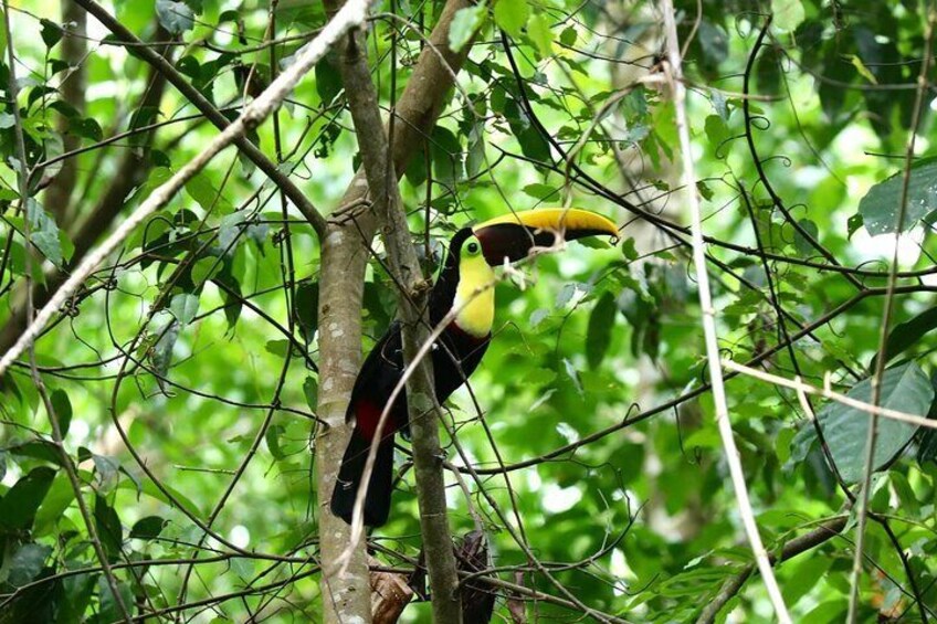 Hike in Corcovado National Park 