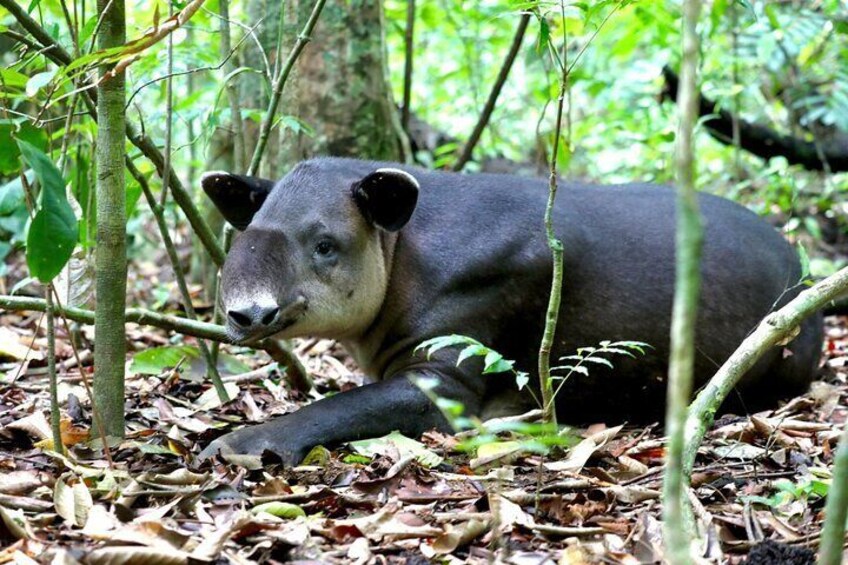 Hike in Corcovado National Park 