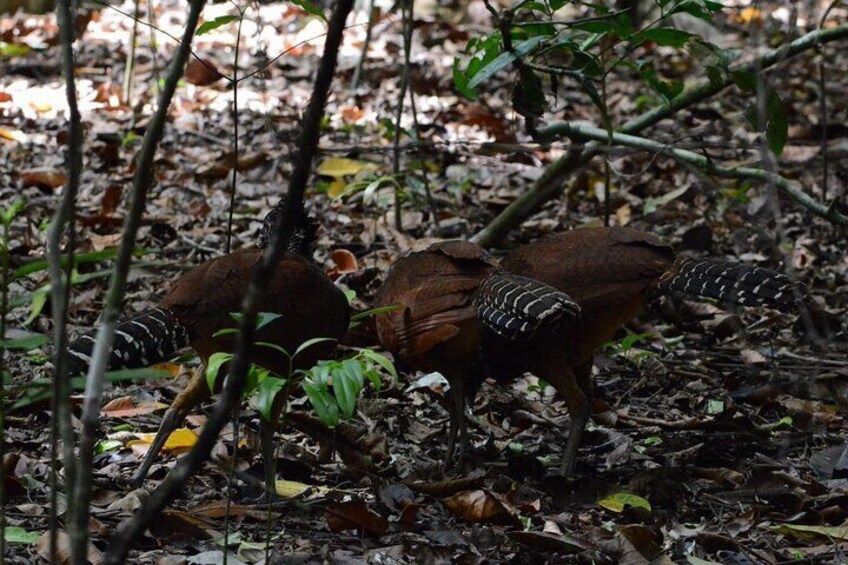 Hike in Corcovado National Park
