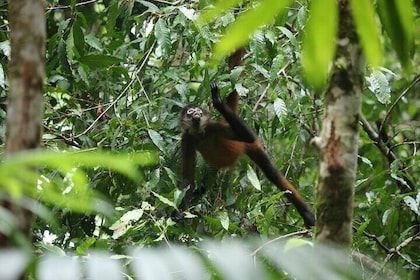 Hike in Corcovado National Park