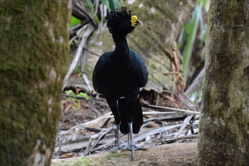 Hike in Corcovado National Park