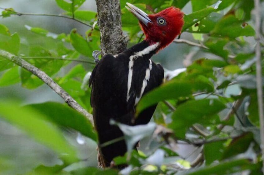 Hike in Corcovado National Park 