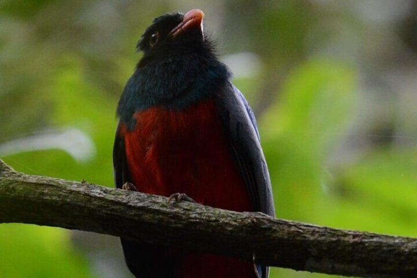 Hike in Corcovado National Park 