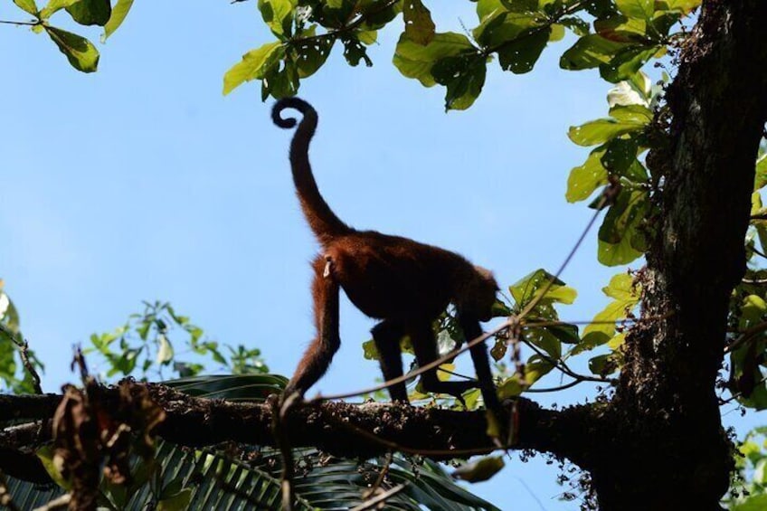 Hike in Corcovado National Park 