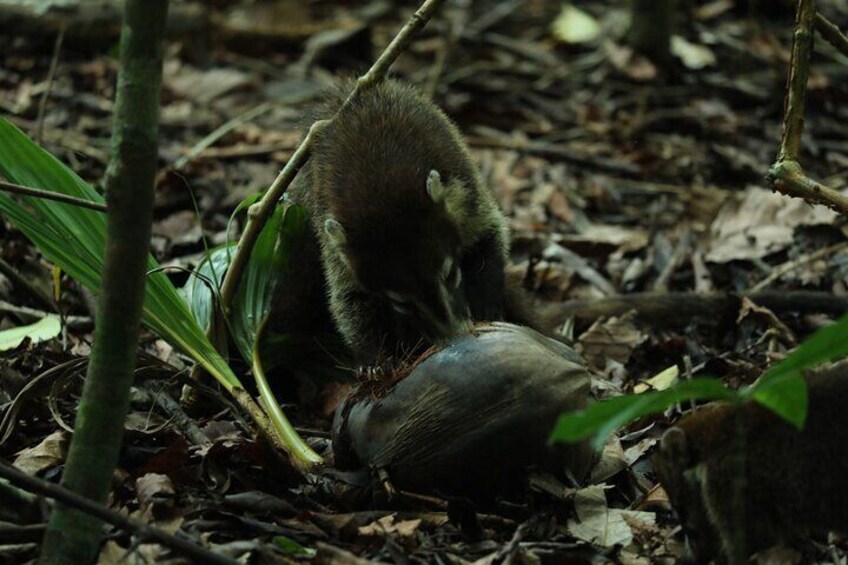 Hike in Corcovado National Park 