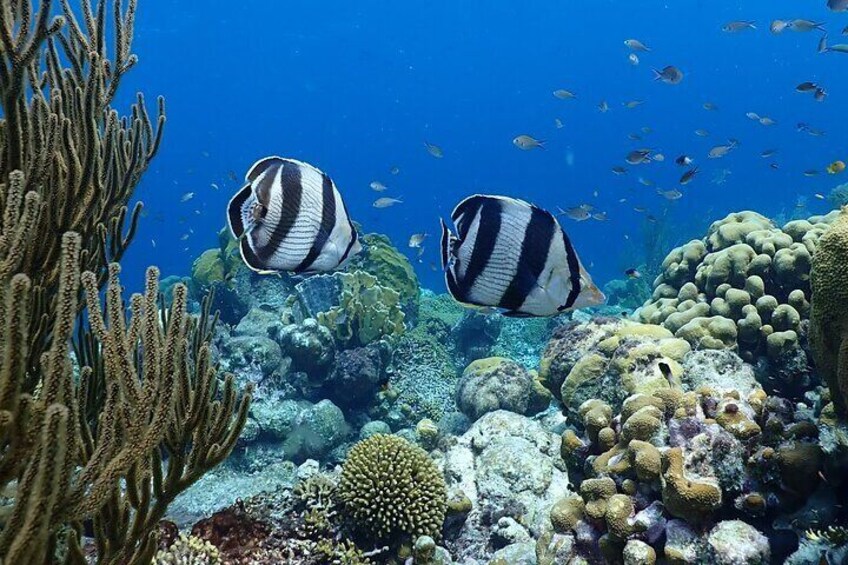 Healthy fish an corals