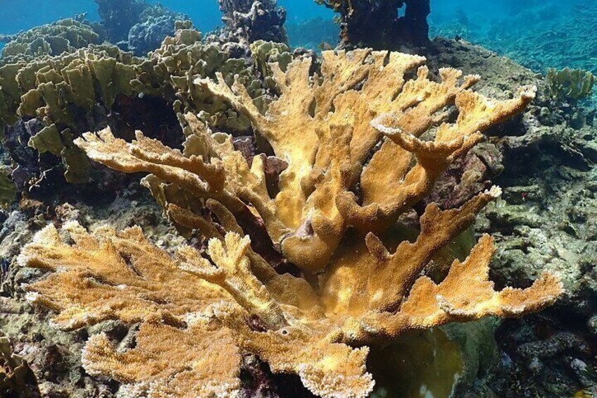 Elkhorn Corals
