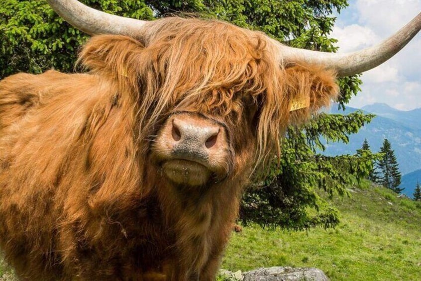See Highland Cows