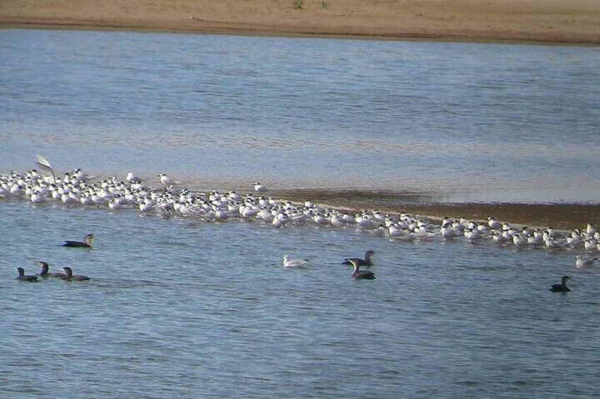 National Park safari DayTour from Agadir and from taghazout