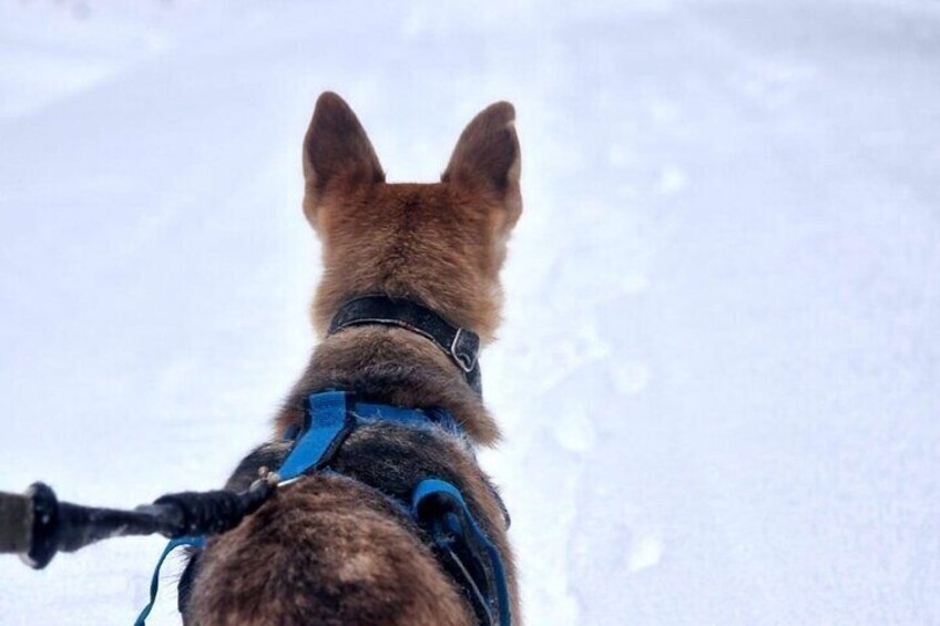 Husky Hike, Snowshoe hike with huskies