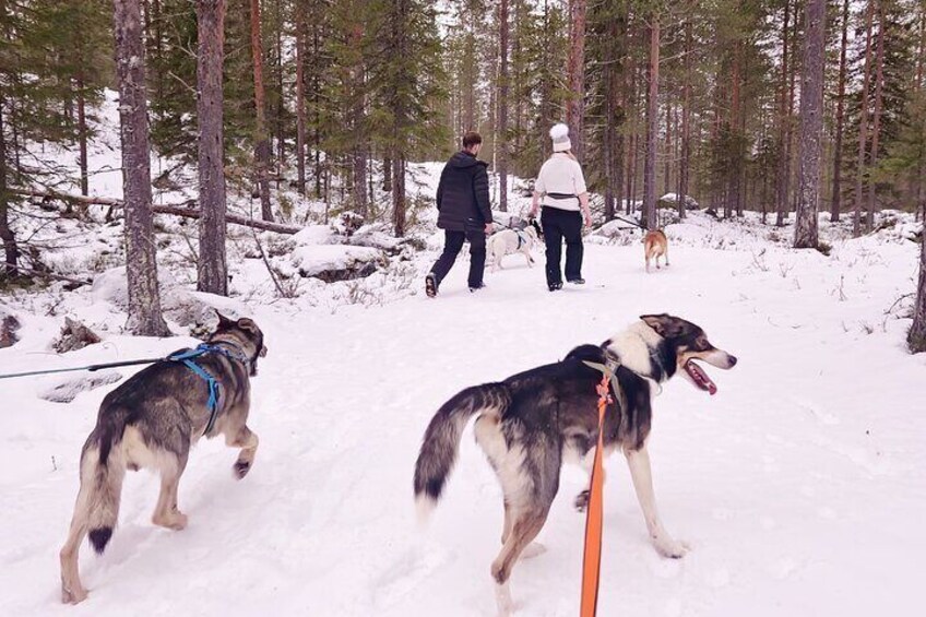 Husky Hike, Snowshoe hike with huskies