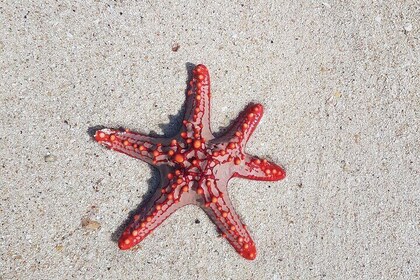 Udforsk de skjulte perler i Zanzibar