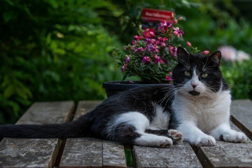 Talbots Houses resident custodian. Meet Benja.