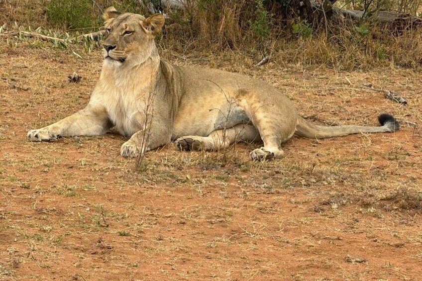 A female at Pilanesberg National park 